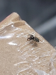 Paraphidippus aurantius