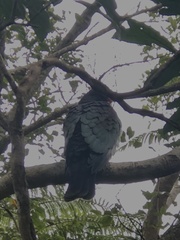 Hemiphaga novaeseelandiae novaeseelandiae
