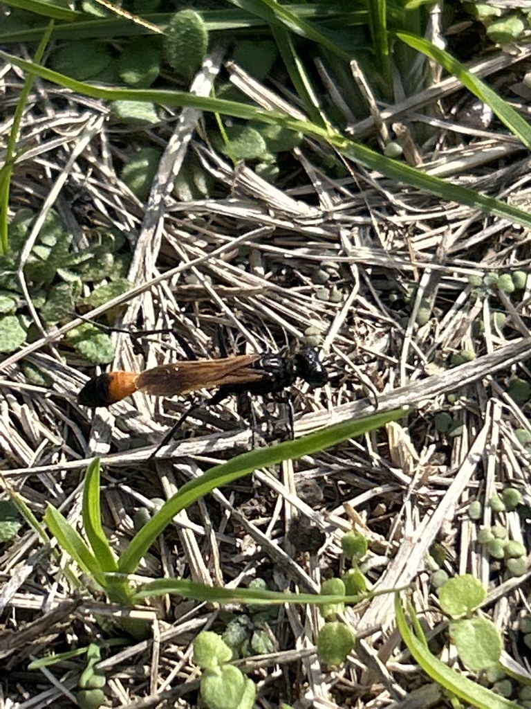 ammophila-pictipennis-from-long-island-deer-park-ny-us-on-october-15