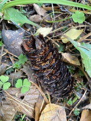 Pucciniastrum areolatum
