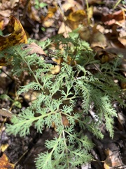 Sceptridium dissectum dissectum