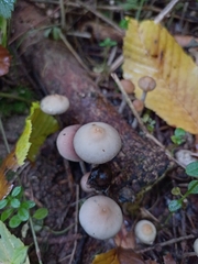 Psilocybe serbica