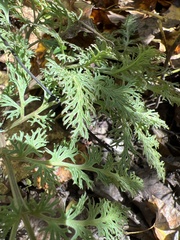 Sceptridium dissectum dissectum