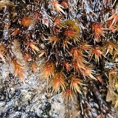 Orthothecium rufescens