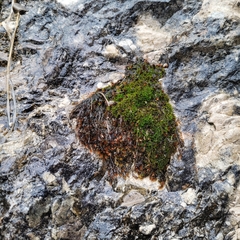 Orthothecium rufescens