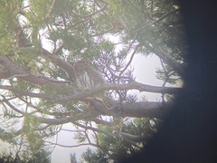 Glaucidium gnoma
