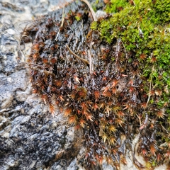 Orthothecium rufescens