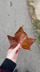 Platanus