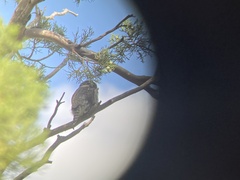Glaucidium gnoma