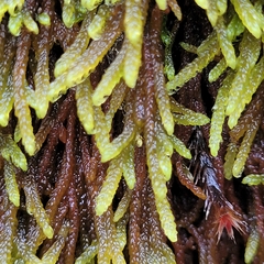 Campylium bambergeri