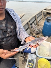 Platystomatichthys sturio