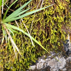 Campylium bambergeri