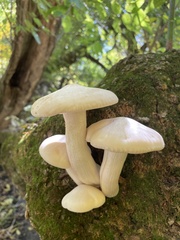 Hypsizygus