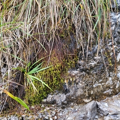Campylium bambergeri