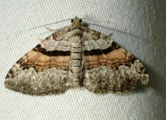 Xanthorhoe packardata