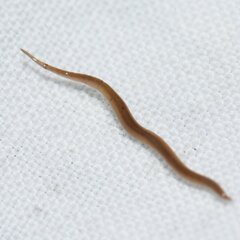 Rhynchodemus sylvaticus