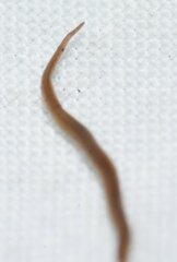 Rhynchodemus sylvaticus