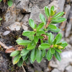 Rhodothamnus chamaecistus
