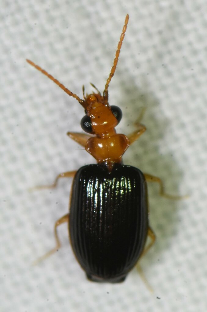 Pentagonica maculicornis