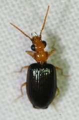 Pentagonica