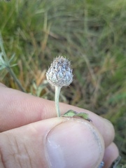 Psephellus sibiricus