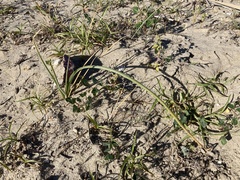 Triteleiopsis palmeri