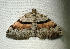 Xanthorhoe packardata