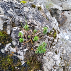 Rhodothamnus chamaecistus