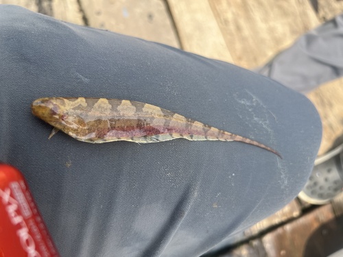 Barred knifefish (Steatogenys elegans) — Hypopomidae