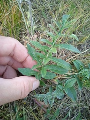 Psephellus sibiricus