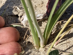 Triteleiopsis palmeri