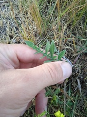 Psephellus sibiricus