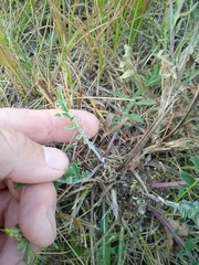 Psephellus sibiricus