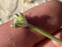 Triteleiopsis palmeri