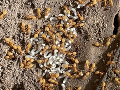 Acanthomyops