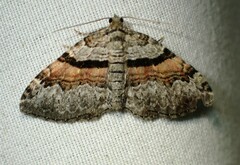 Xanthorhoe packardata