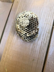 Dolichovespula maculata