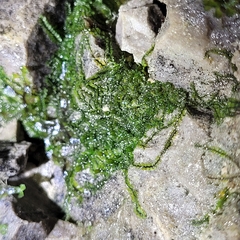 Jungermannia atrovirens