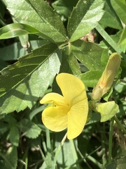 Vigna luteola