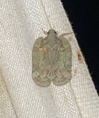 Flataloides scabrosus