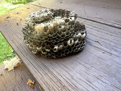 Dolichovespula maculata