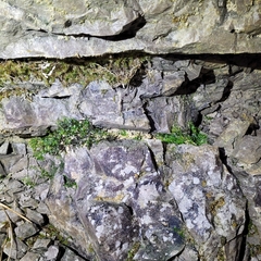 Jungermannia atrovirens