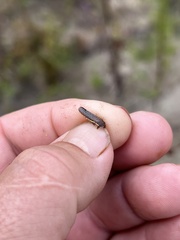 Paraulacizes irrorata