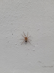Eratigena