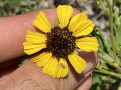 Encelia laciniata
