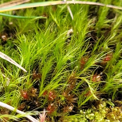 Flexitrichum flexicaule