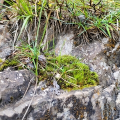 Flexitrichum flexicaule