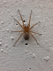 Eratigena