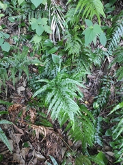 Arachniodes aristata