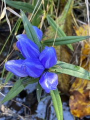 Gentiana saponaria